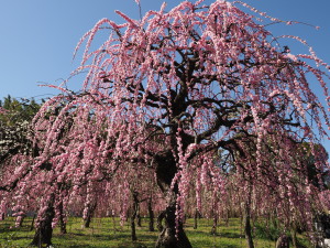 名古屋市農業センター　Nagoya City Agricultural Center