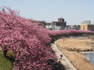 葵桜(岡崎)　Aoizakura(Okazaki)