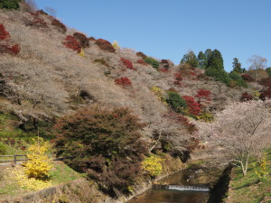 川見四季桜の里　Senmi Shikizakura no Sato