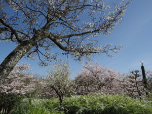 愛知県緑化センター　Aichiken Ryoka Center