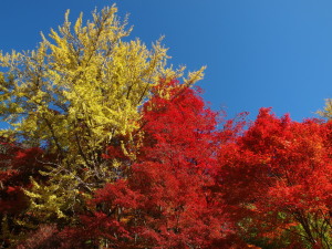 大井平公園　Ooidaira Park