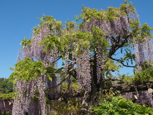 天王川公園　Tennougawa Park