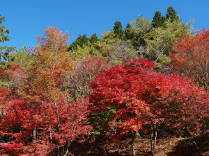 タカドヤ湿原-22