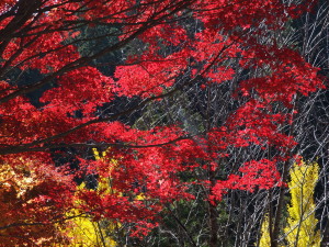 大井平公園-06