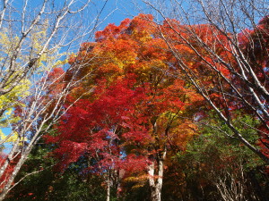 大井平公園-07