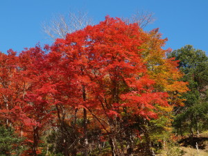 大井平公園-08