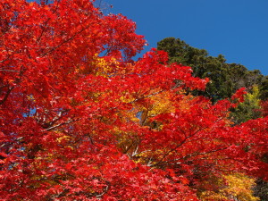 大井平公園-17