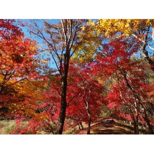 タカドヤ湿原-05