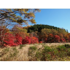 タカドヤ湿原-11