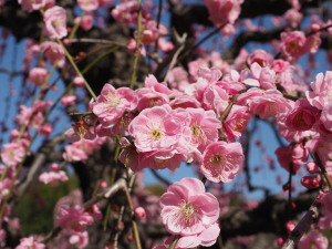 名古屋市農業センター-05