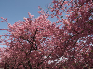 葵桜(岡崎)-01