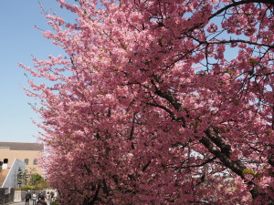 葵桜(岡崎)-02