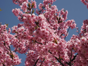 葵桜(岡崎)-03