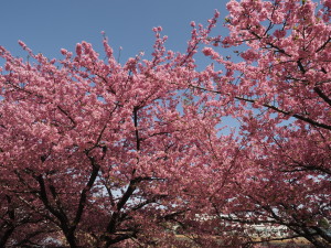 葵桜(岡崎)-04