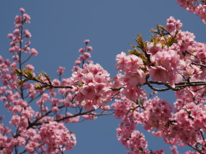 葵桜(岡崎)-05