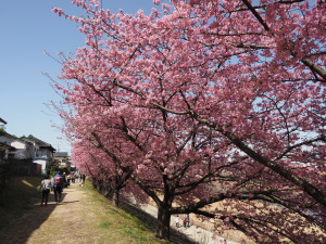 葵桜(岡崎)-06