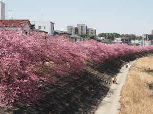 葵桜(岡崎)-07