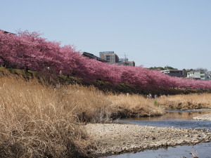 葵桜(岡崎)-09