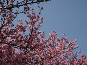 葵桜(岡崎)-10