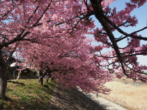 葵桜(岡崎)-11