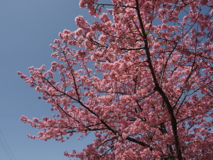 葵桜(岡崎)-12