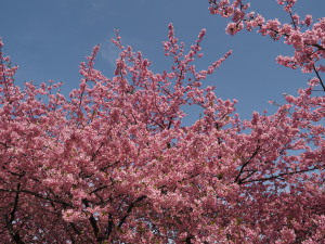 葵桜(岡崎)-13