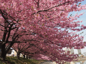 葵桜(岡崎)-14