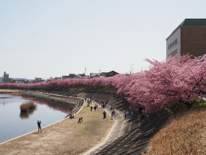 葵桜(岡崎)-16