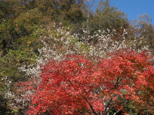 川見四季桜の里-01