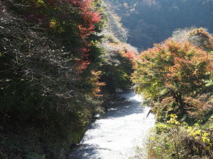 川見四季桜の里-03