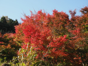 川見四季桜の里-04