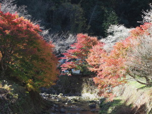 川見四季桜の里-05