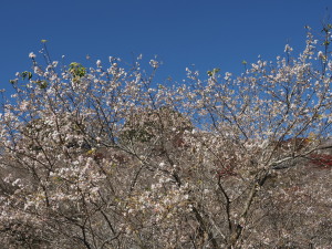 川見四季桜の里-06