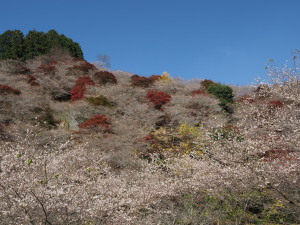 川見四季桜の里-07