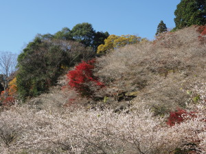 川見四季桜の里-08