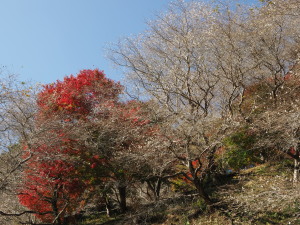 川見四季桜の里-10