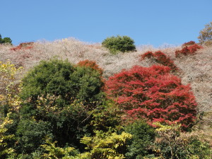 川見四季桜の里-11