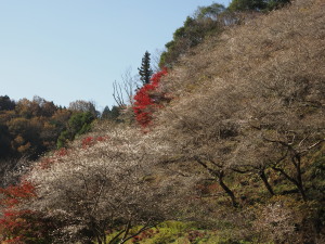 川見四季桜の里-12