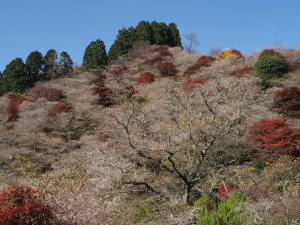 川見四季桜の里-13