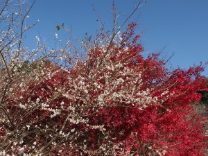 川見四季桜の里-14