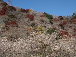 川見四季桜の里-15