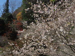 川見四季桜の里-16