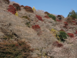 川見四季桜の里-19