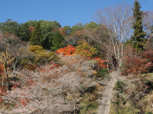 川見四季桜の里-20