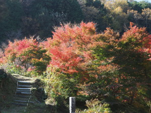 川見四季桜の里-21