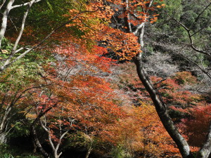 川見四季桜の里-23