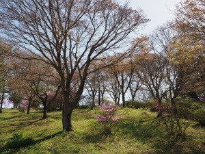 愛知県緑化センター-09