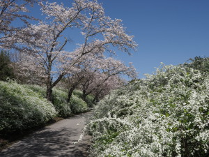 愛知県緑化センター-15