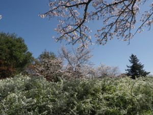 愛知県緑化センター-16