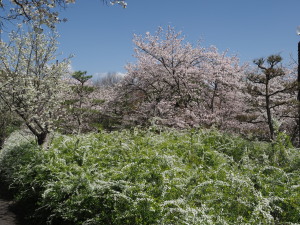 愛知県緑化センター-17